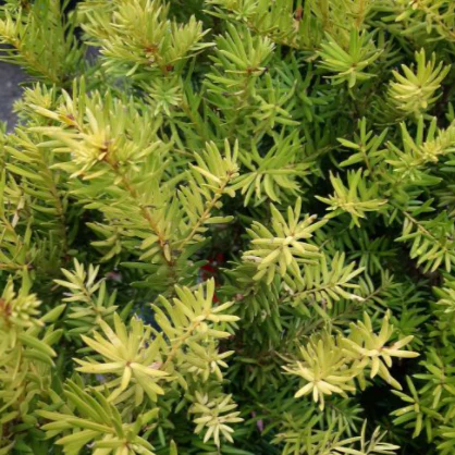 Dense Yew - Image 3