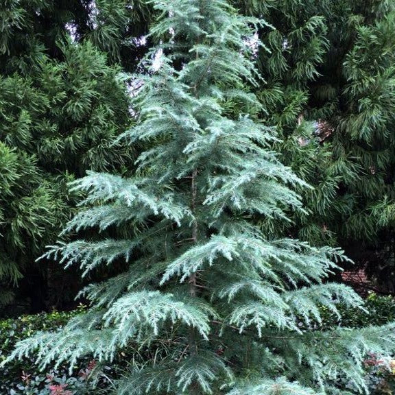 Deodar Cedar - Image 3
