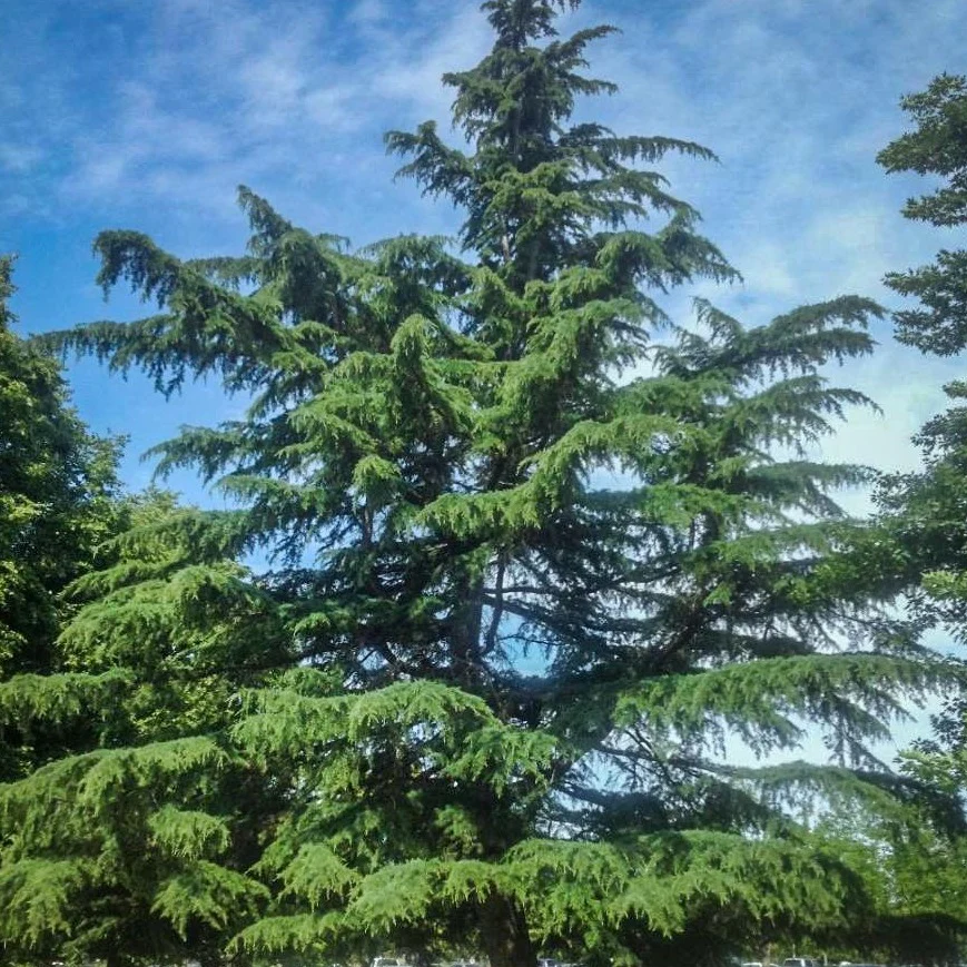 Deodar Cedar - Image 4