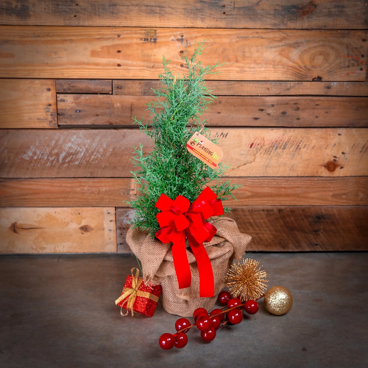Desktop Christmas Tree - Sapphire Cypress Tree