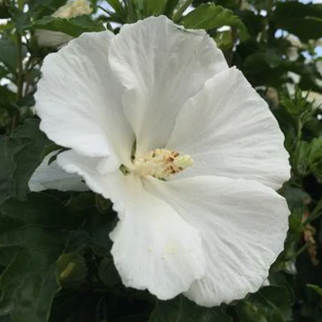 Diana White Althea Tree Form - Image 2