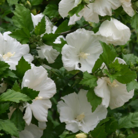 Diana White Althea Tree Form - Image 3