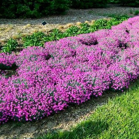Firewitch Dianthus - Image 2