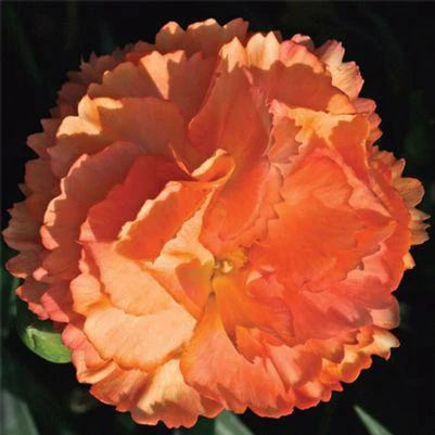 Super Trouper Orange Dianthus - Image 3