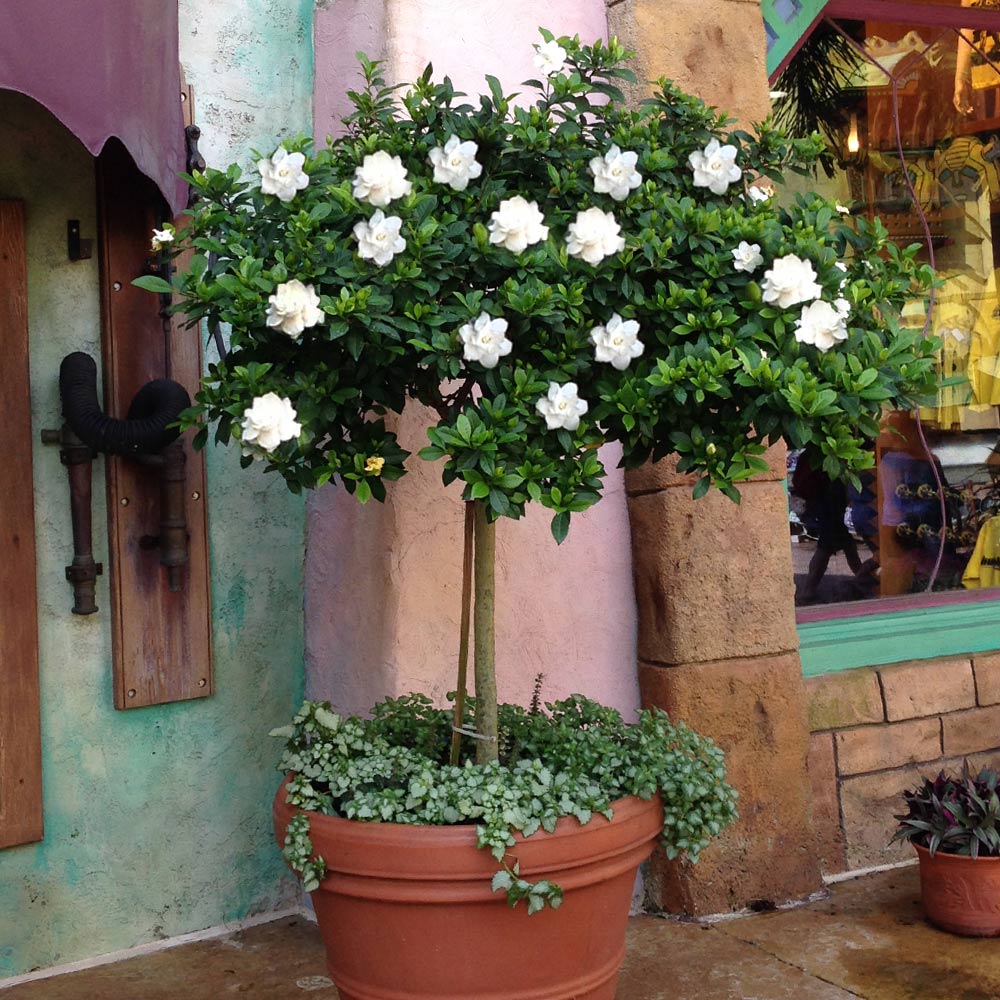 Double Blooming Gardenia Tree