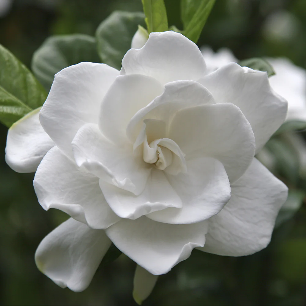 Double Blooming Gardenia Tree - Image 2