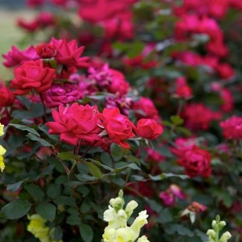 Double Knock Out® Rose - Image 3