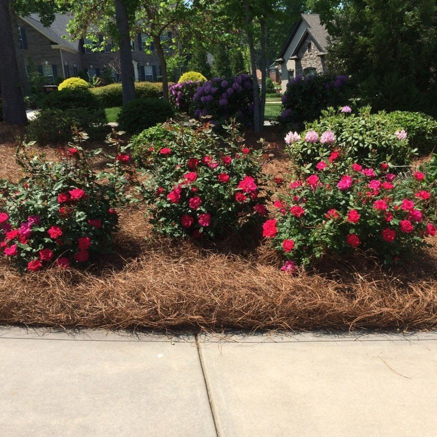 Double Knock Out® Rose - Image 4