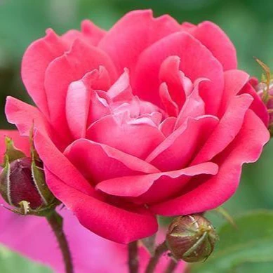 Double Knock Out® Rose - Image 5