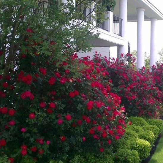 Double Knock Out® Rose - Image 6