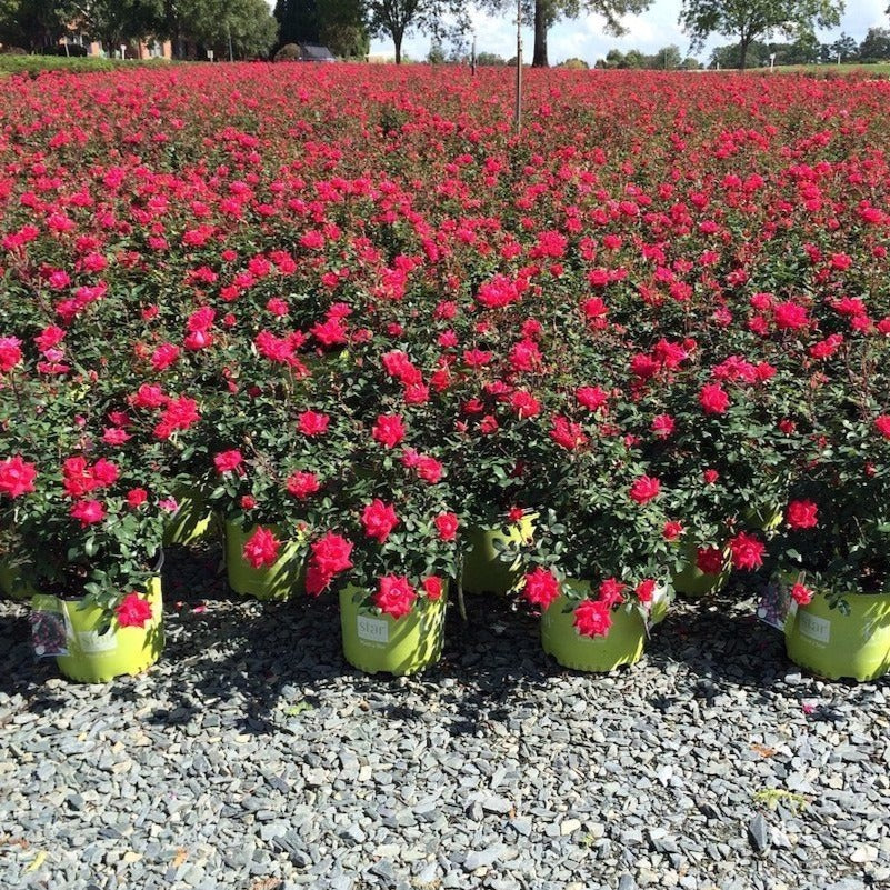 Double Knock Out® Rose - Image 7