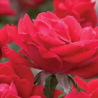 Double Knock Out® Rose Tree - Image 3