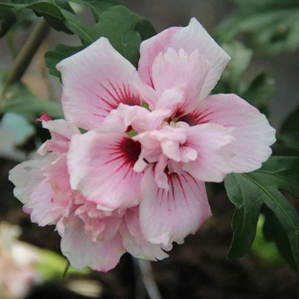 Lady Stanley Hibiscus Shrub