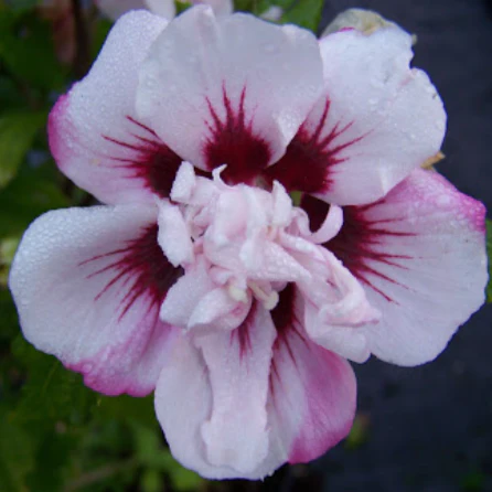Lady Stanley Hibiscus Shrub - Image 2