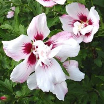 Lady Stanley Hibiscus Shrub - Image 3