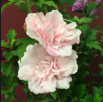 Double Pink Rose of Sharon Tree - Image 3