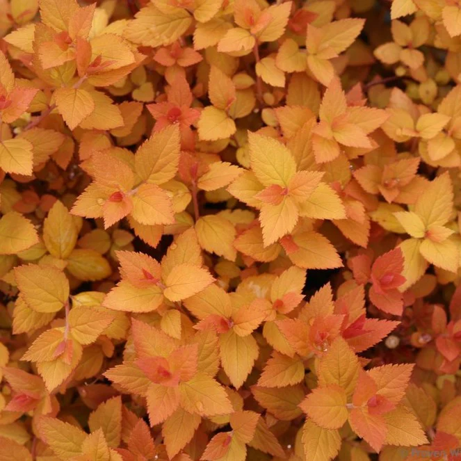 Double Play Candy Corn Spirea - Image 3
