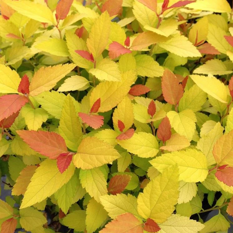 Double Play Candy Corn Spirea - Image 4