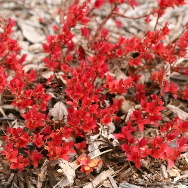 Double Play Candy Corn Spirea - Image 5