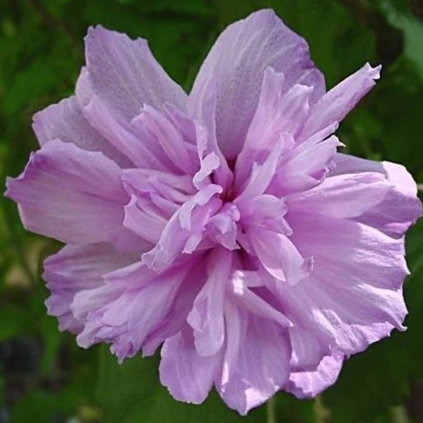 Double Purple Rose of Sharon Tree - Image 3