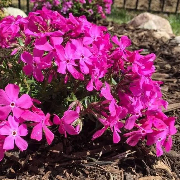 Drummond's Pink Creeping Phlox - Image 3