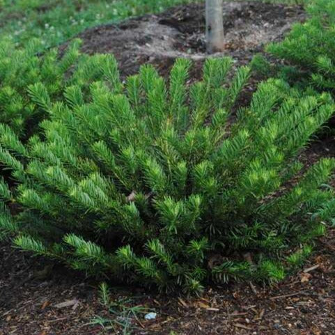 Duke Gardens Plum Yew - Image 3