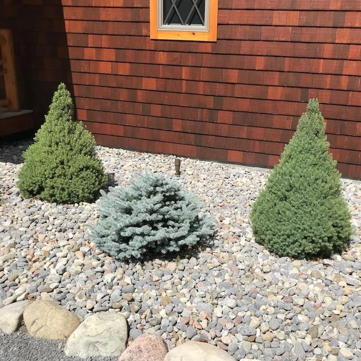 Dwarf Alberta Spruce - Image 3