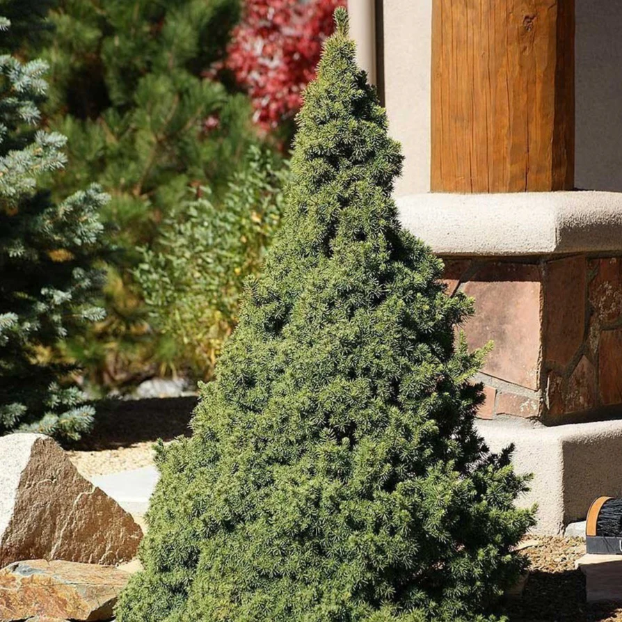Dwarf Alberta Spruce - Image 4