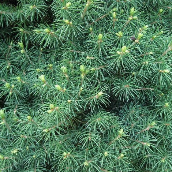 Dwarf Alberta Spruce - Image 5