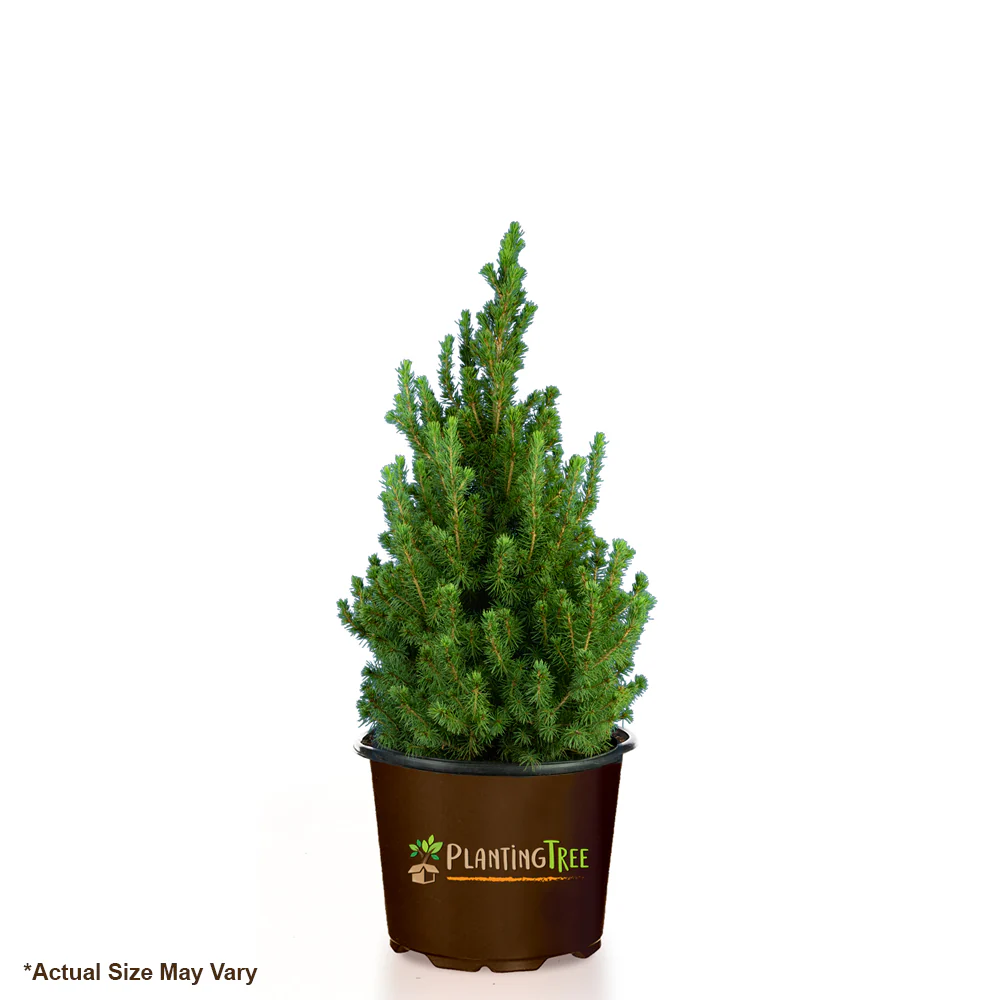 Dwarf Alberta Spruce - Image 7