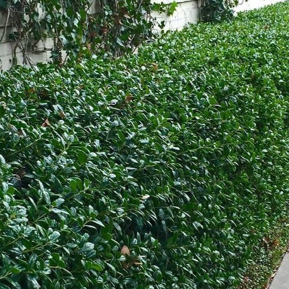 Dwarf Burford Holly - Image 2