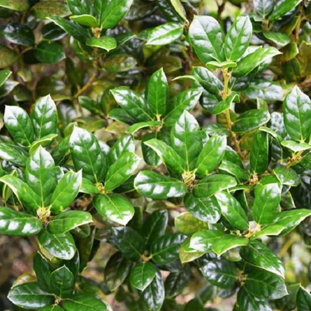 Dwarf Burford Holly - Image 3