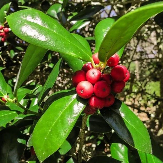Dwarf Burford Holly - Image 4