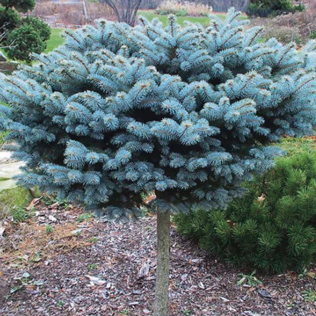 Dwarf Globe Blue Spruce Topiary