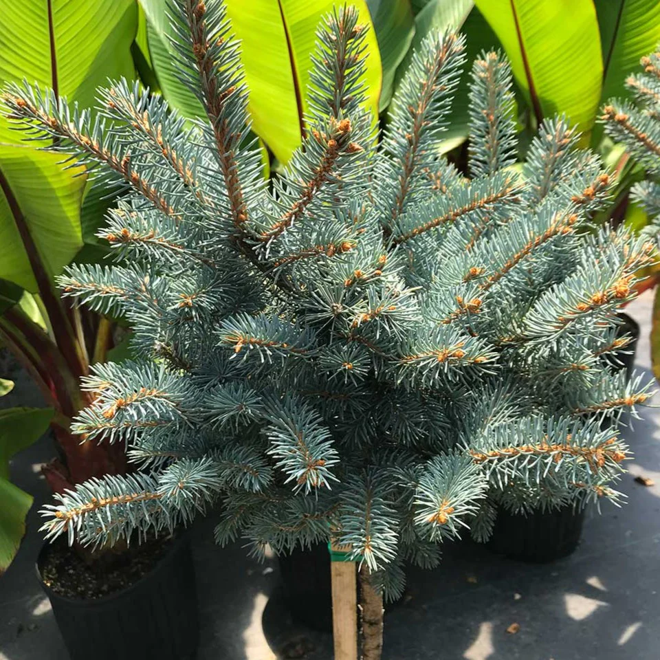 Dwarf Globe Blue Spruce Topiary - Image 2