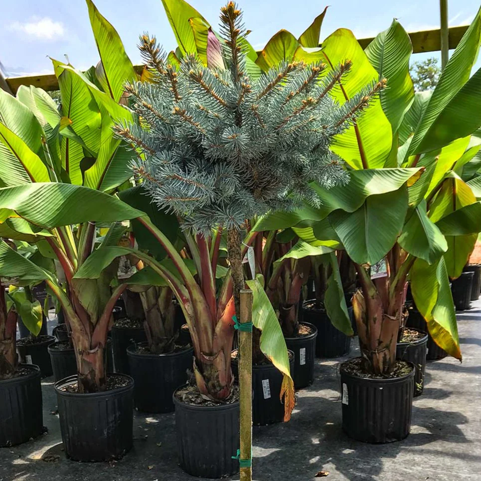 Dwarf Globe Blue Spruce Topiary - Image 3