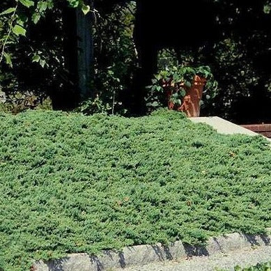 Dwarf Japanese Garden Juniper - Image 2