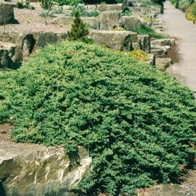 Dwarf Japanese Garden Juniper - Image 3