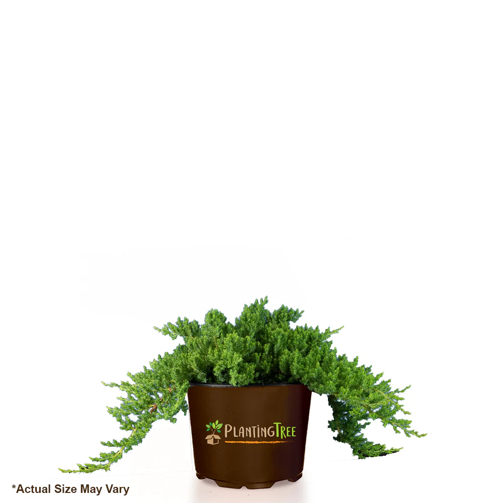 Dwarf Japanese Garden Juniper - Image 5