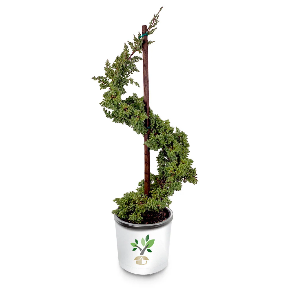 Dwarf Japanese Garden Juniper Serpentine Tree - Image 2