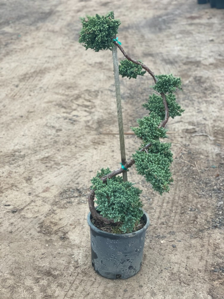 Dwarf Japanese Garden Juniper Topiary - Image 3
