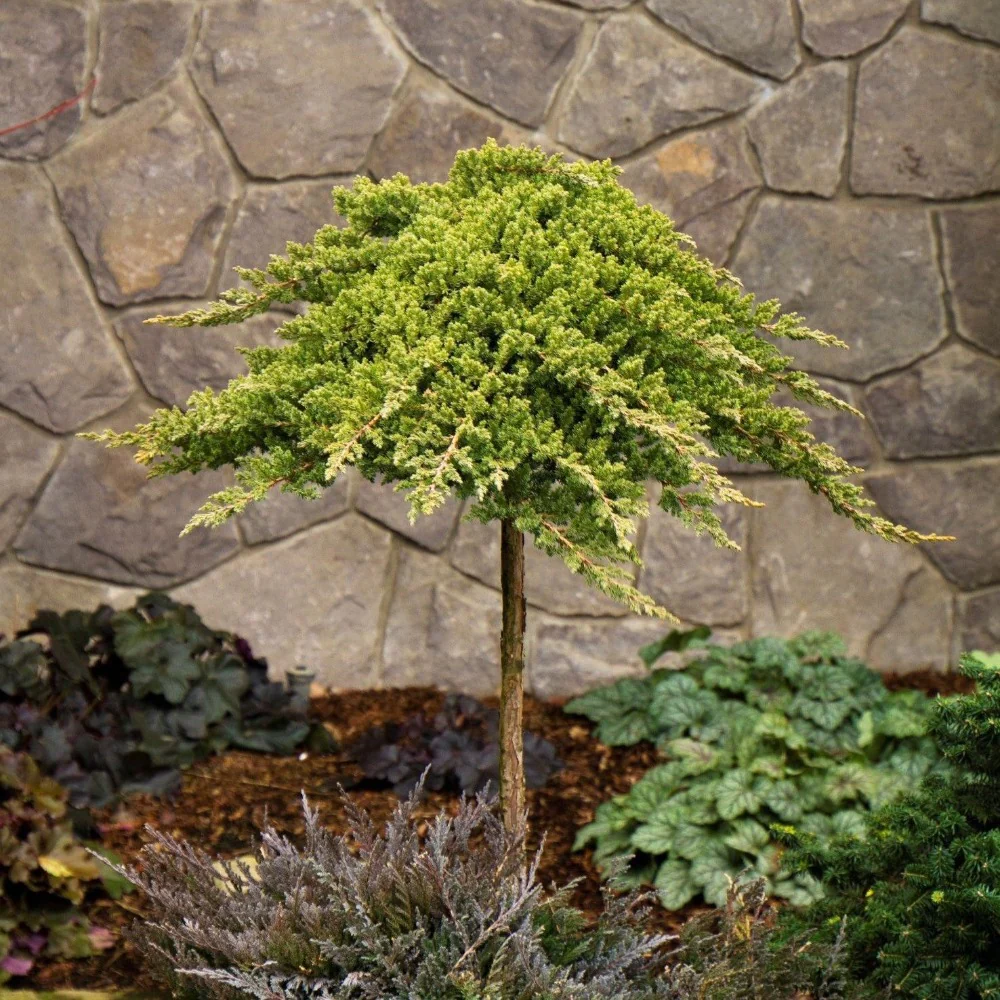 Dwarf Japanese Garden Juniper Tree