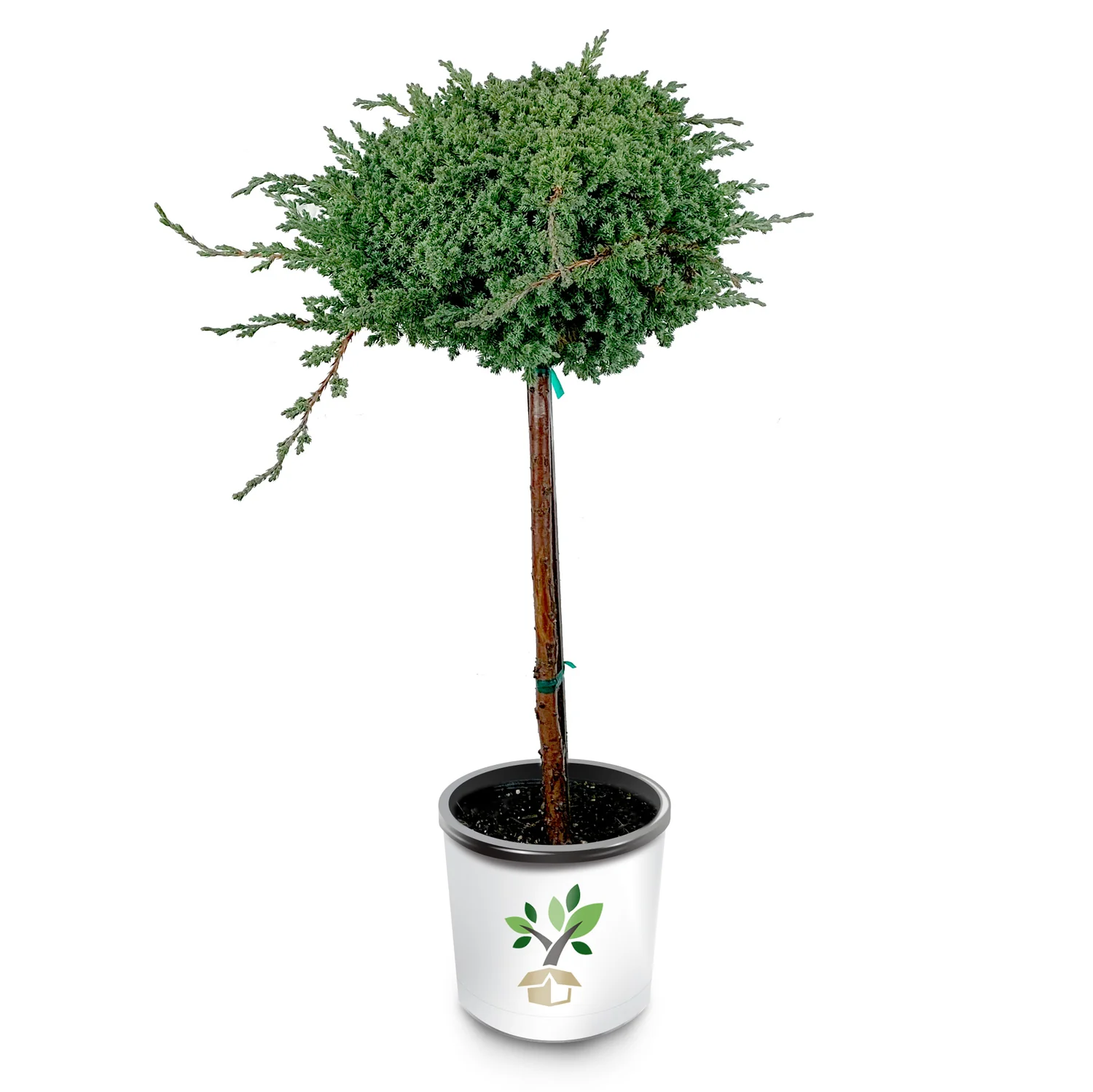 Dwarf Japanese Garden Juniper Tree - Image 2