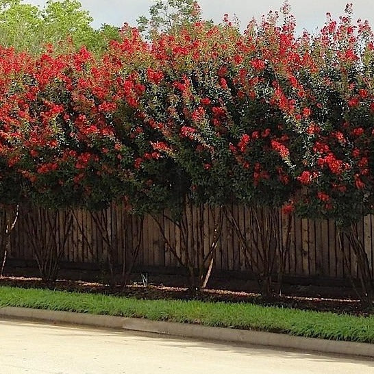 Dynamite Crape Myrtle - Image 2