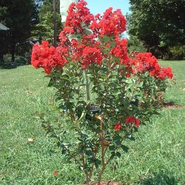 Dynamite Crape Myrtle - Image 3