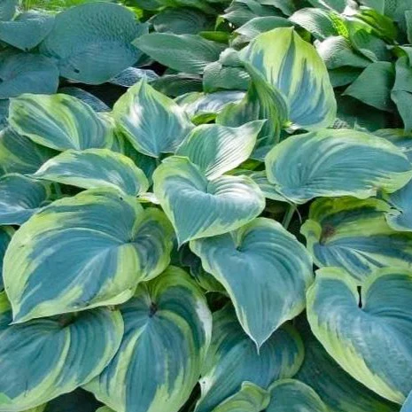 Earth Angel Hosta - Image 3