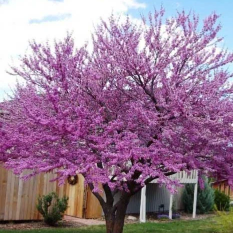 Eastern Redbud - Image 2