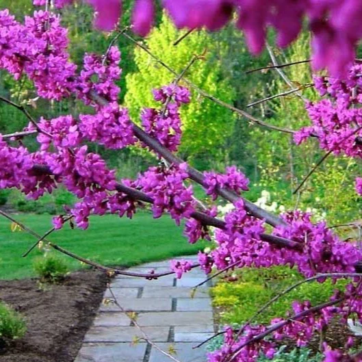 Eastern Redbud - Image 3