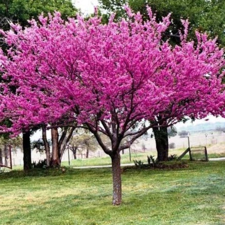 Eastern Redbud - Image 4