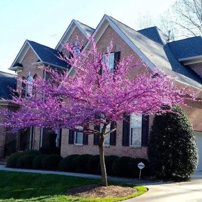 Eastern Redbud - Image 5